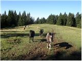 Ljubno ob Savinji - Veliki Travnik